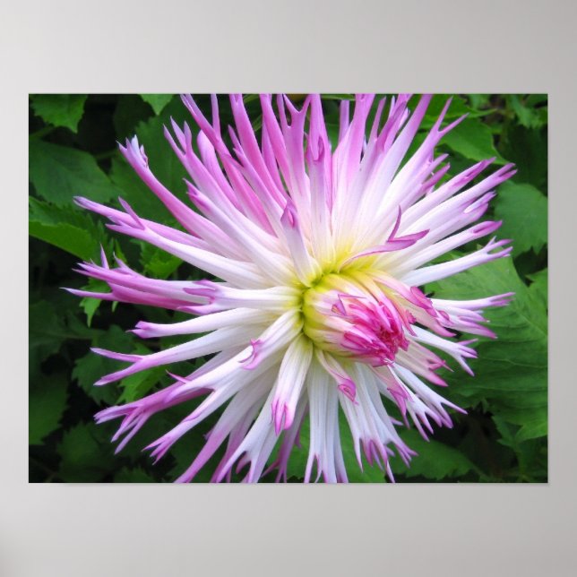 White pink dahlia - Poster (Front)