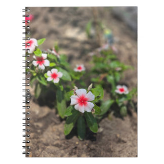white pink flower notebook