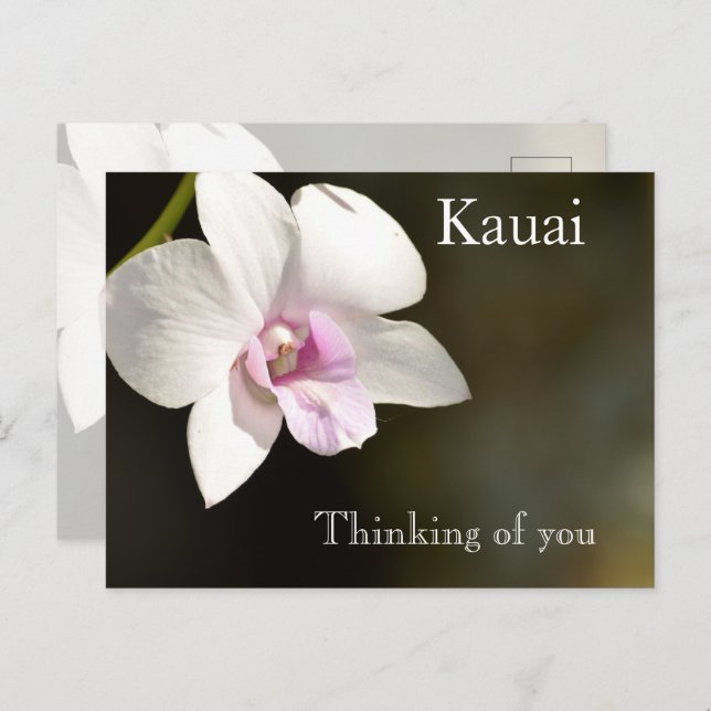 White Pink Orchid Flower Kauai, Hawaii Postcard (Front/Back)