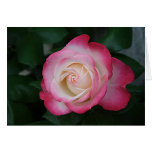 White-Pink Rose