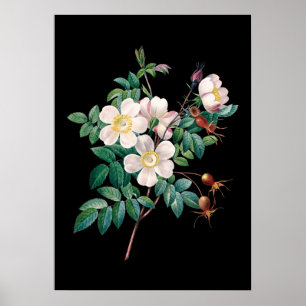 White pink rose black background print