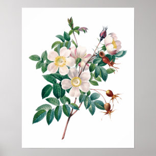 White pink roses vintage poster