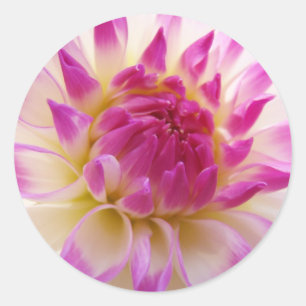 White Pink stickers Dahlia Flowers Summer