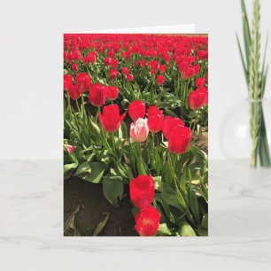 White & Pink Tulip in a Red Tulip Field, Oregon Card