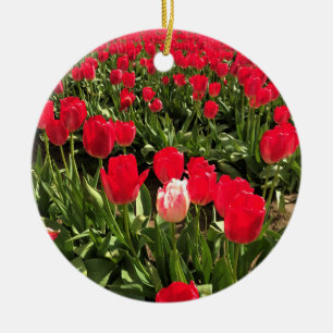 White & Pink Tulip in a Red Tulip Field, Oregon Ceramic Ornament