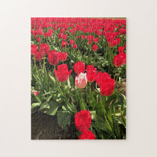 White & Pink Tulip in a Red Tulip Field, Oregon Jigsaw Puzzle