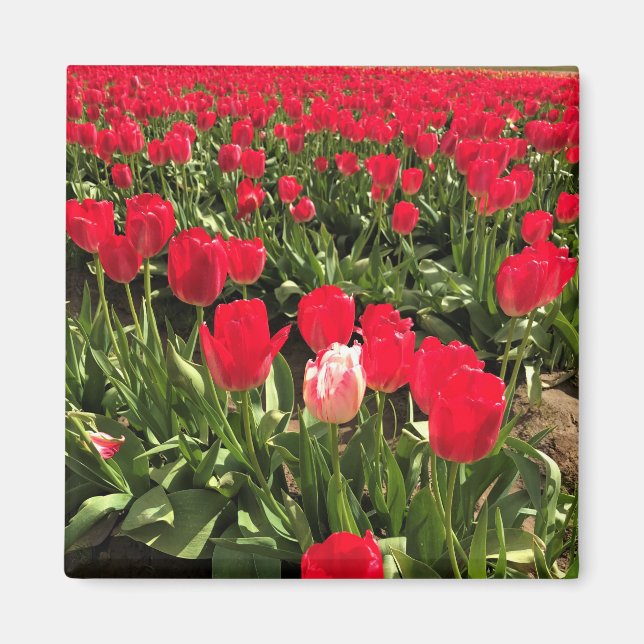 White & Pink Tulip in a Red Tulip Field, Oregon Magnet (Front)