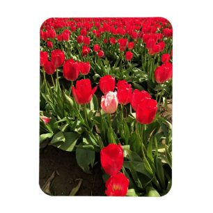 White & Pink Tulip in a Red Tulip Field, Oregon Magnet