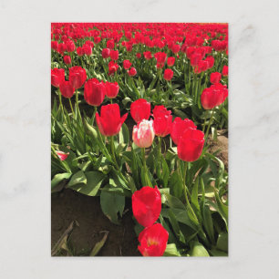 White & Pink Tulip in a Red Tulip Field, Oregon Postcard