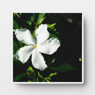White Pinwheel Jasmine in Sunlight Plaque