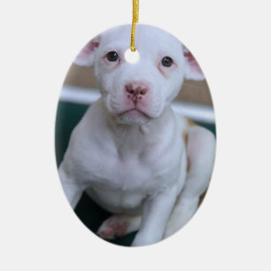 WHITE PIT BULL PUPPY ORNAMENT