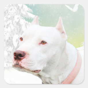 White pitbull in winter square sticker