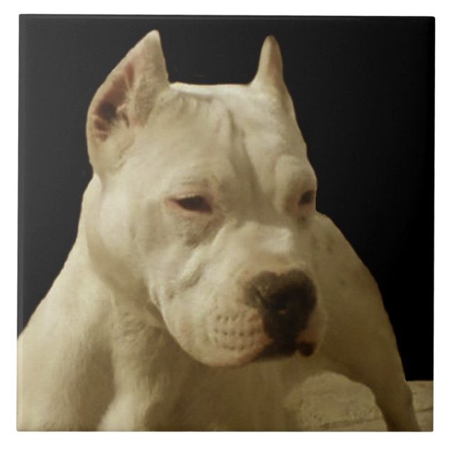 White Pitbull Terrier Ceramic Tile (Front)
