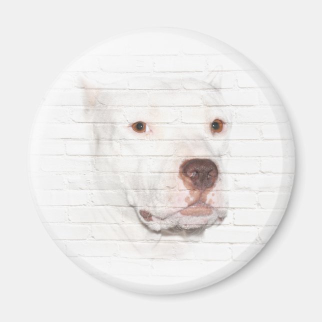 White pitbull terrier face magnet (Front)