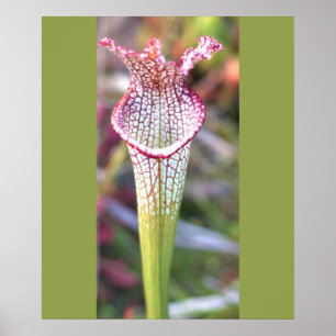White Pitcher Plant Photo Poster