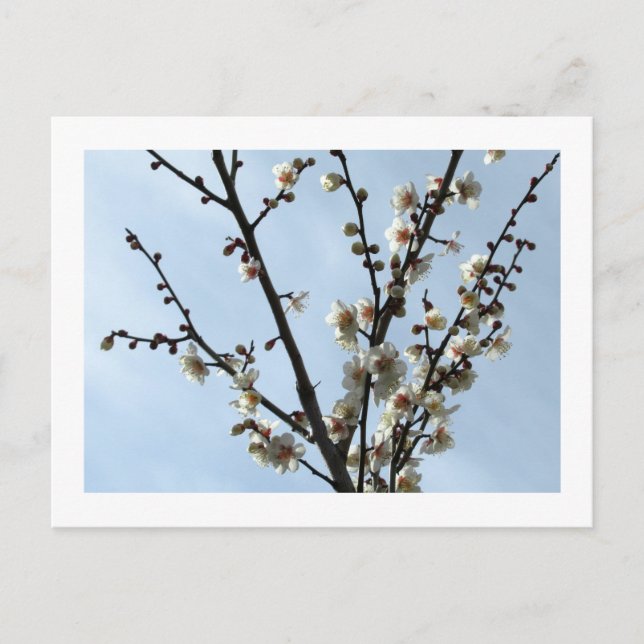 White Plum Blossom: Japan Postcard (Front)
