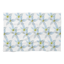 White Plumeria Blooms 