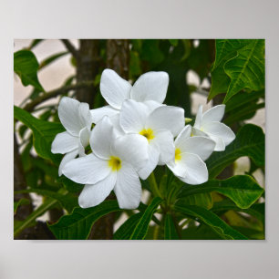 White Plumeria Blossoms Poster