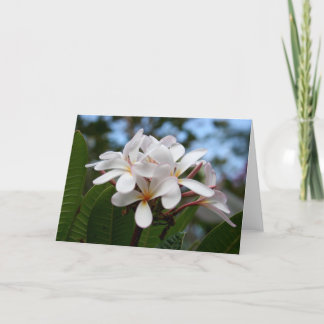 White Plumeria Card