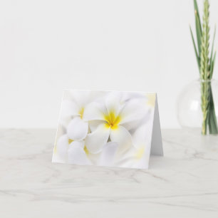 White Plumeria Flower Frangipani Floral Flowers Card