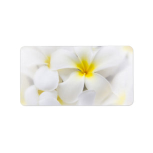White Plumeria Flower Frangipani Floral Flowers Label