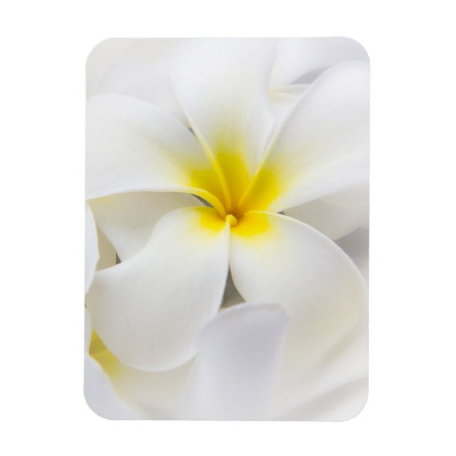 White Plumeria Flower Frangipani Floral Flowers Magnet (Vertical)