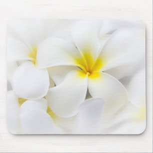White Plumeria Flower Frangipani Floral Flowers Mouse Pad