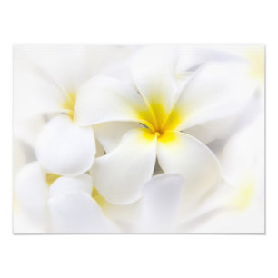 White Plumeria Flower Frangipani Floral Flowers Photo Print