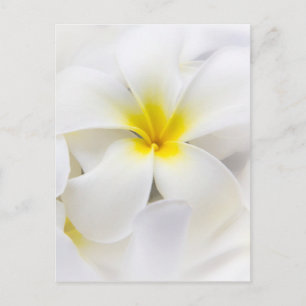 White Plumeria Flower Frangipani Floral Flowers Postcard