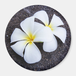 White Plumeria Flower Frangipani Floral Lava Rock Magnet