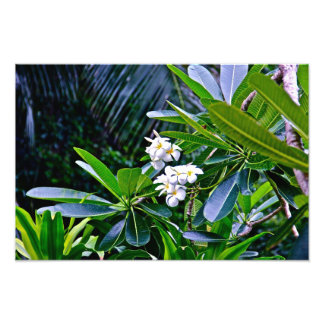 White Plumeria Flowers Photo Print