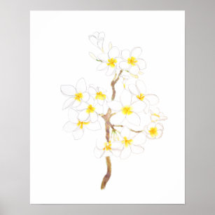  white Plumeria  frangipani flowers  ink and water Poster