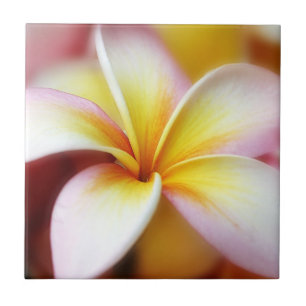White Plumeria Frangipani Hawaii Flower Hawaiian Ceramic Tile