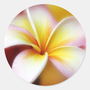 White Plumeria Frangipani Hawaii Flower Hawaiian Classic Round Sticker