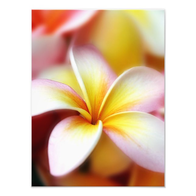 White Plumeria Frangipani Hawaii Flower Hawaiian Photo Print (Front)