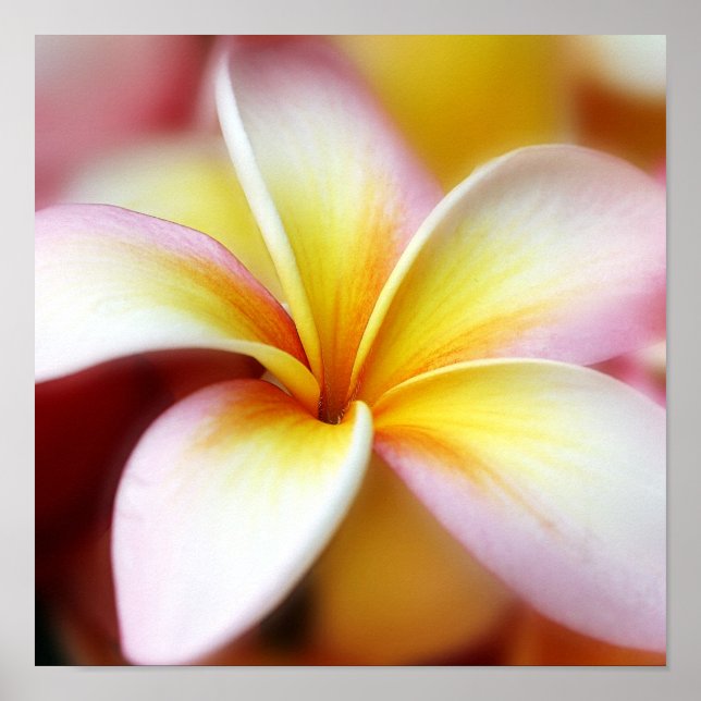White Plumeria Frangipani Hawaii Flower Hawaiian Poster (Front)