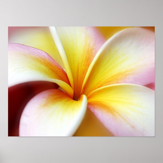 White Plumeria Frangipani Hawaii Flower Hawaiian Poster (Front)