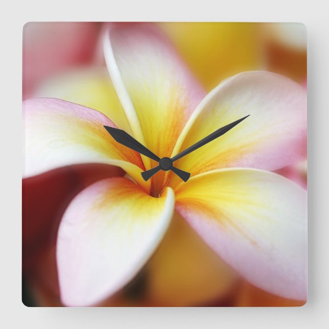 White Plumeria Frangipani Hawaii Flower Hawaiian Square Wall Clock (Front)