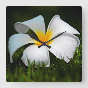 White Plumeria Frangipani Hawaii Flower Square Wall Clock