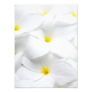 White Plumeria Frangipani Hawaiian Tropical Flower Photo Print