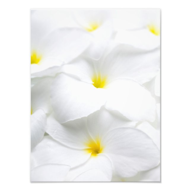 White Plumeria Frangipani Hawaiian Tropical Flower Photo Print (Front)
