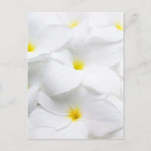 White Plumeria Frangipani Hawaiian Tropical Flower Postcard