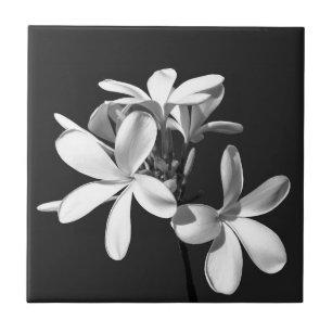 White Plumeria in full bloom Ceramic Tile