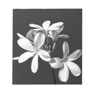 White Plumeria in full bloom Notepad
