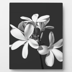 White Plumeria in full bloom Plaque