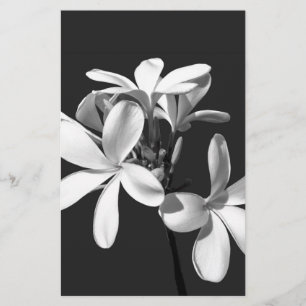 White Plumeria in full bloom Stationery