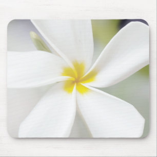 White Plumeria - Macro Portrait Mouse Pad