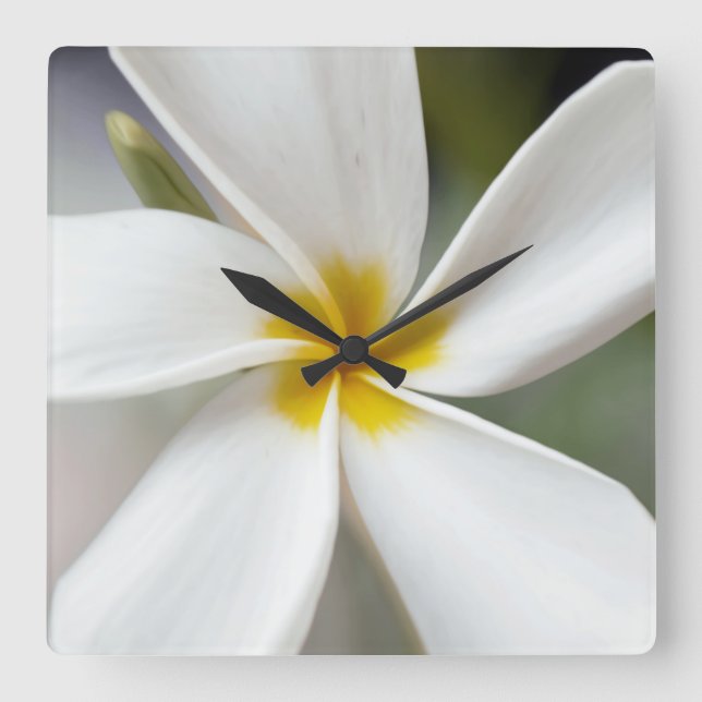White Plumeria - Macro Portrait Square Wall Clock (Front)