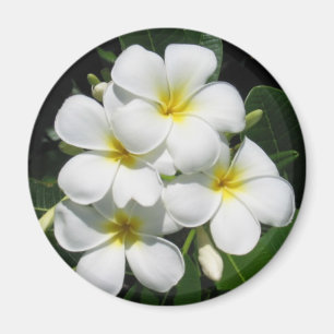 White Plumeria on Magnet