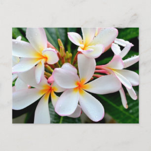 White Plumeria Postcard